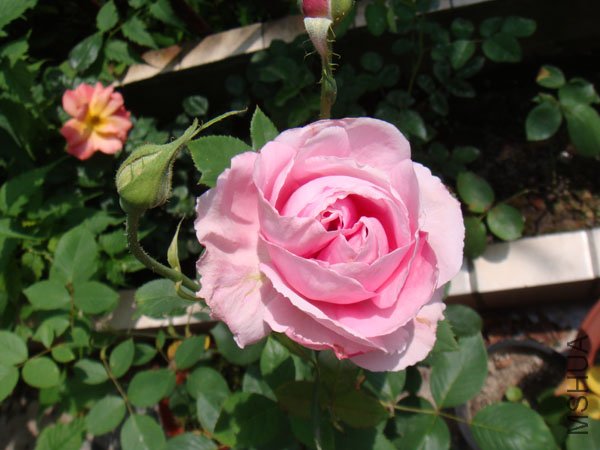 DSC02962.JPG