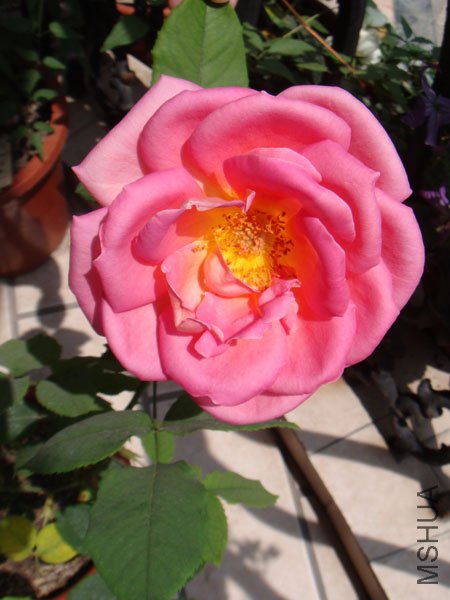 DSC02956.JPG