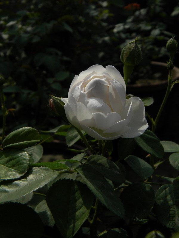 DSCN0182.jpg