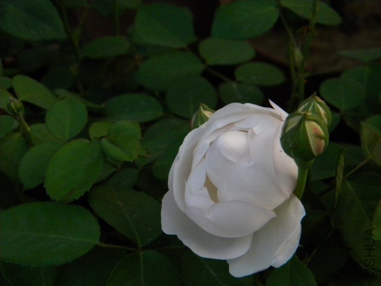 DSCN0224.jpg