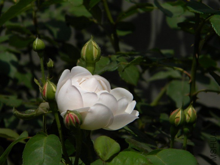 DSCN0041.JPG