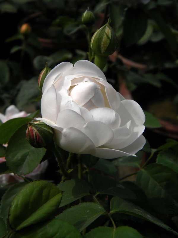 DSCN0144.jpg