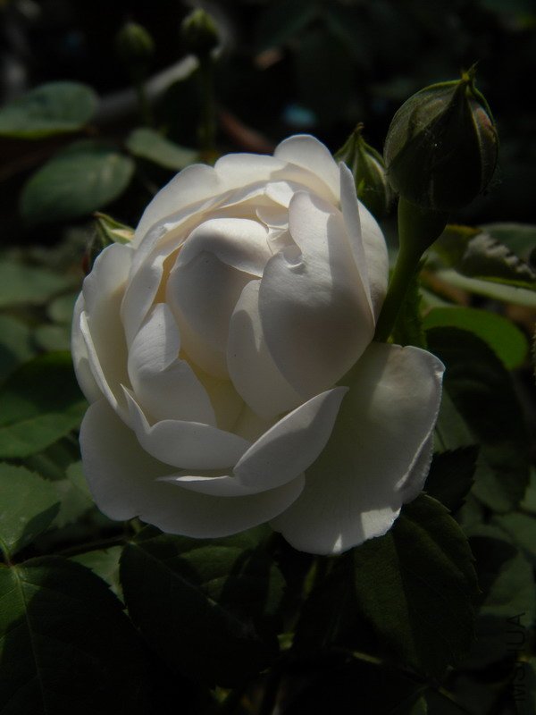 DSCN0184.jpg