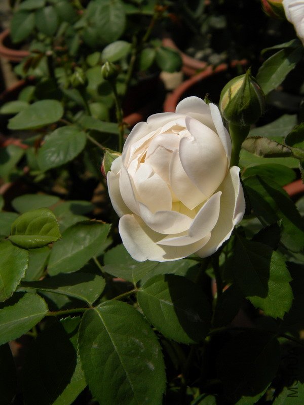 DSCN0033.jpg