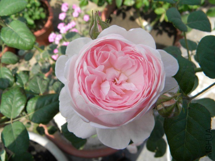 DSCN0074.jpg