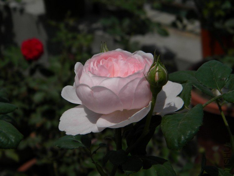 DSCN0045.jpg