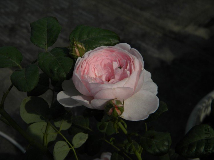 DSCN0178.jpg