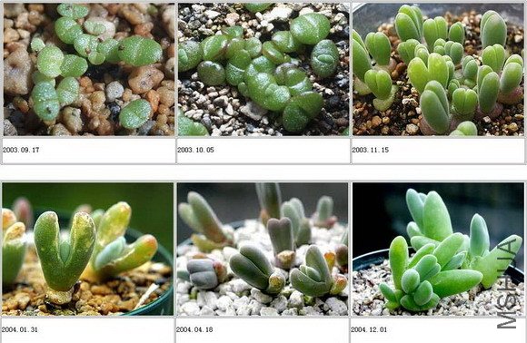 ������������ϸС��ǣţ�����ӻ�ҪС�����ǿ���������