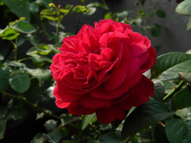 DSCN0176.jpg