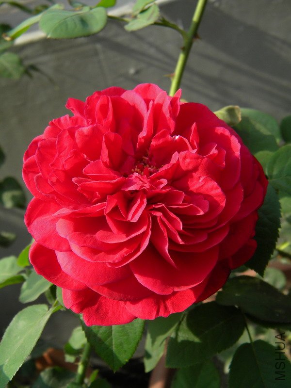 DSCN0185.jpg