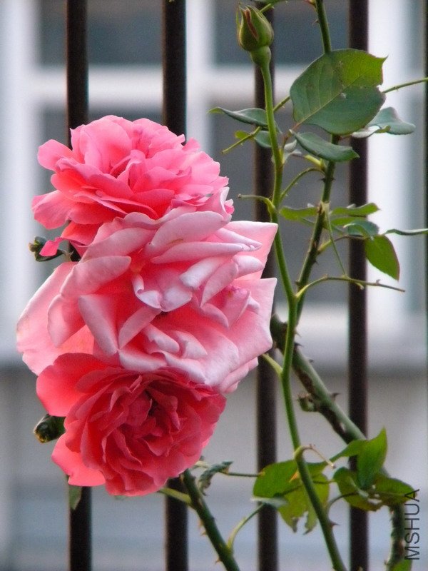 DSCN0230.jpg