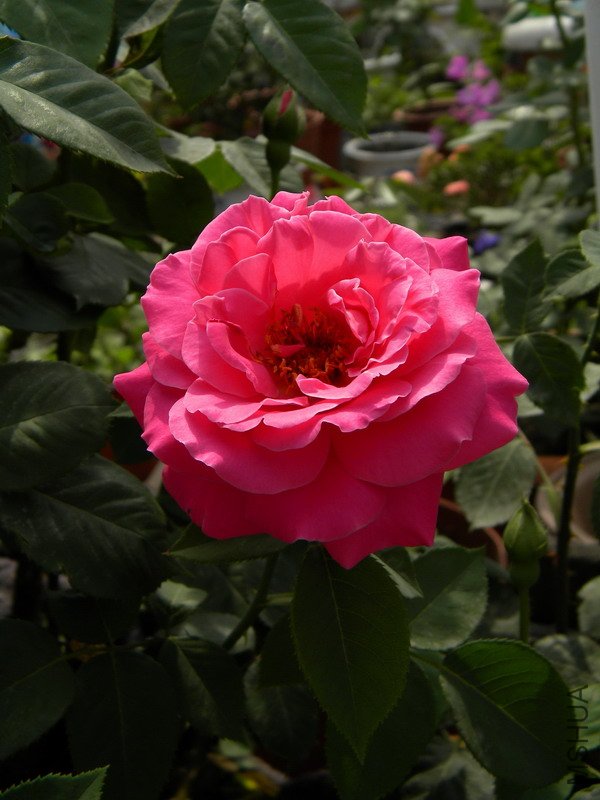 DSCN0136.jpg