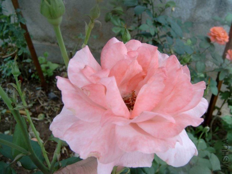 S4100001.JPG