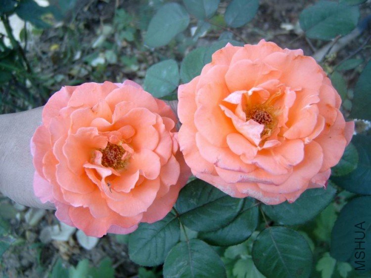 S4100002.JPG