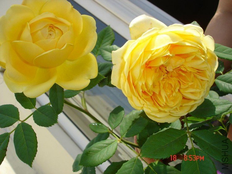 ��Ƭ09514 009.jpg