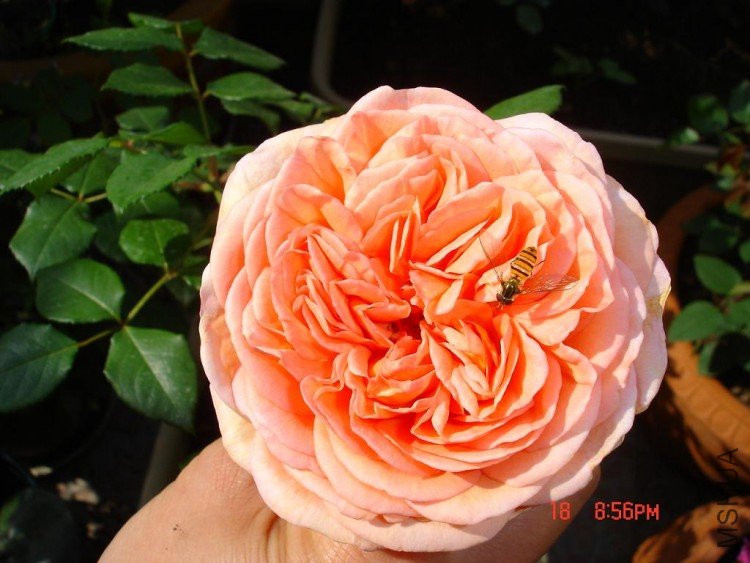 ��Ƭ09514 016.jpg