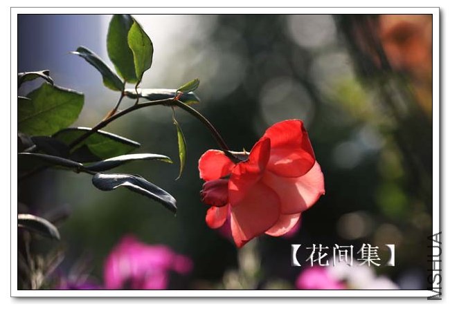 IMG_9502 ����.jpg