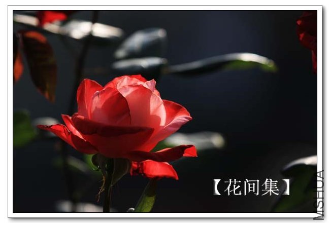 IMG_9500 ����.jpg