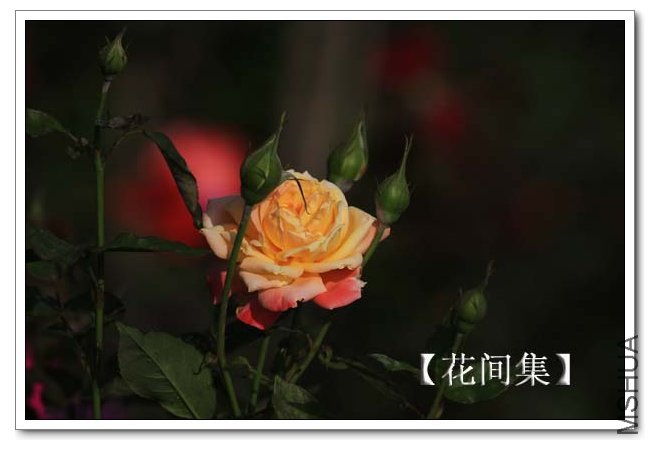 IMG_9498 ����.jpg