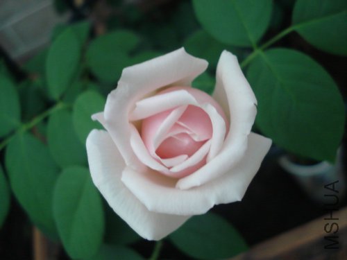 �뿪����ͦ����