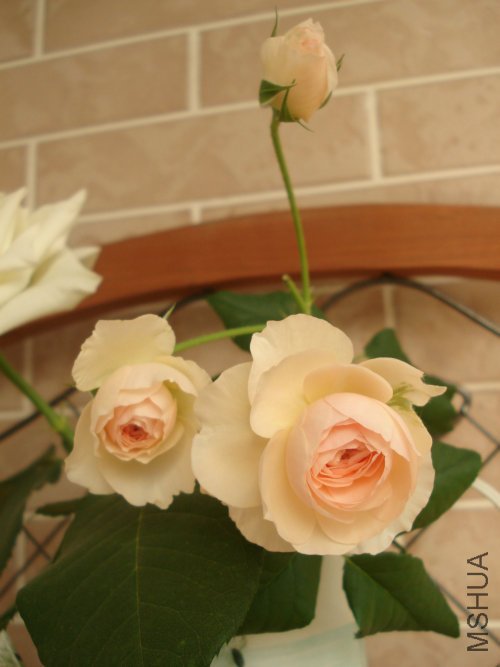 ��һ֧�����ʱ��С��Ū���ˣ����ڻ�ƿ��Ҳ����