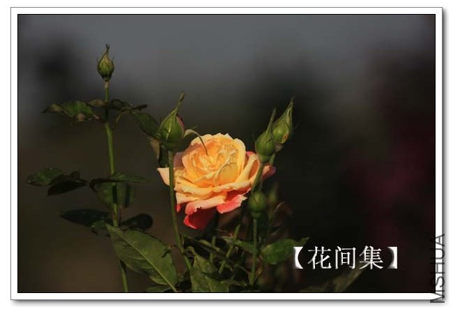 IMG_9493 ����.jpg