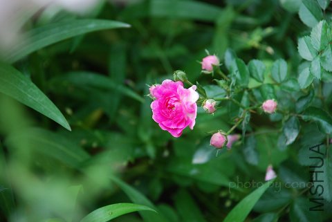 nEO_IMG_DSC_0507.jpg