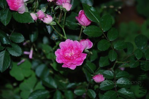 nEO_IMG_DSC_0634.jpg