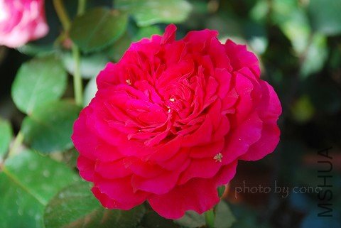 nEO_IMG_DSC_0455.jpg
