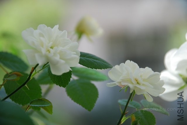 nEO_IMG_DSC_0244.jpg