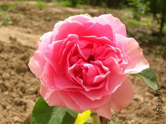 DSCN2367.JPG