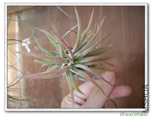 t.ionantha mexica����ī���羫��
