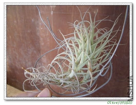 T.paleacea�ֿ�Ⱥ��