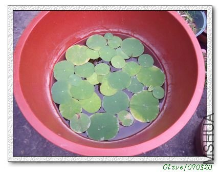 omz,�Ŀŵ����裬Ҷ�ӳ�������������......�򰫴������ڱ����ˡ�