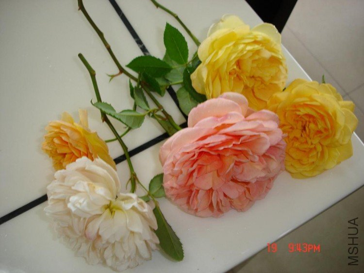 ��Ƭ09514 024.jpg