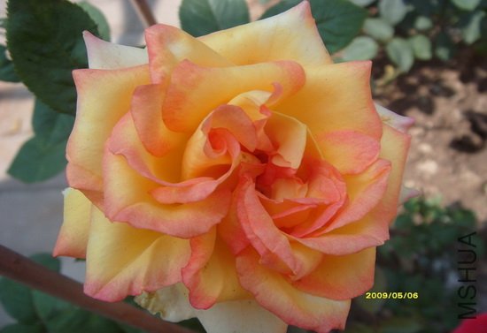 S73R3087.JPG