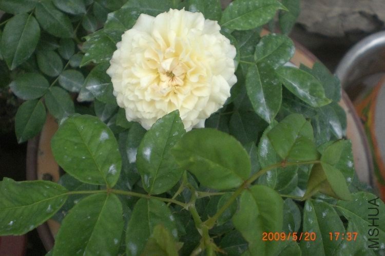 �ɷۺ���ɫ�ٱ�ɻ�ɫ