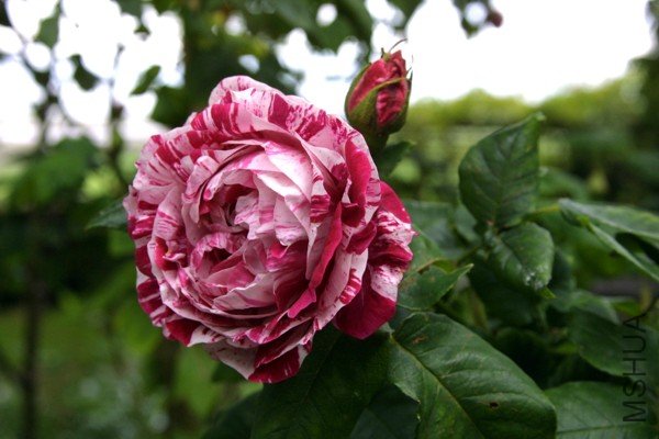 RoseFerdinandPichard.jpg