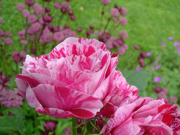 macro-Rosa-Ferdinand-Pichard.jpg