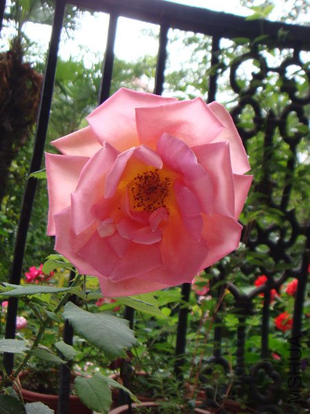 DSC02969.JPG
