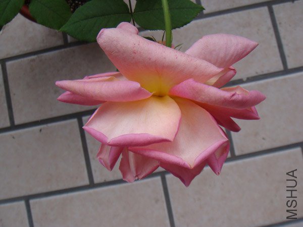 DSC02968.JPG