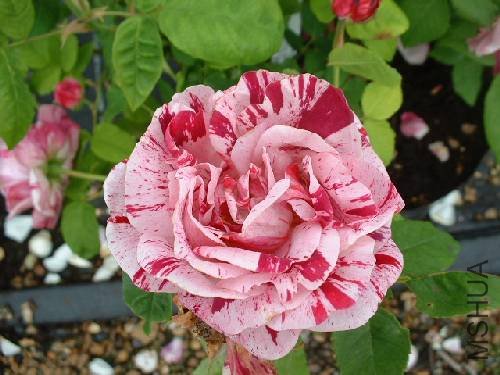 Resized_RosaFerdinandPichardDSCF0008_.jpg