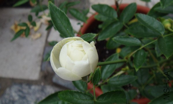 �׿�Խ��Խ����- -!
