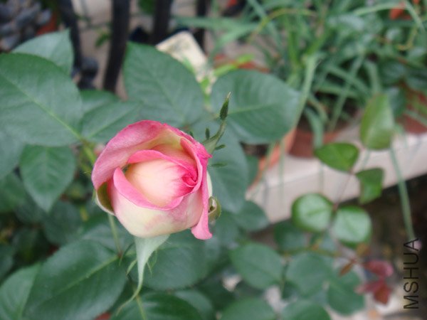 DSC02972.JPG