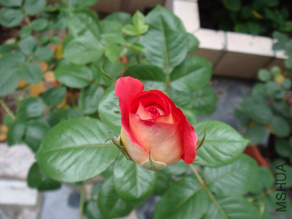 DSC02977.JPG