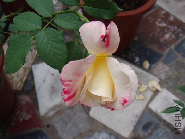 DSC02980.JPG