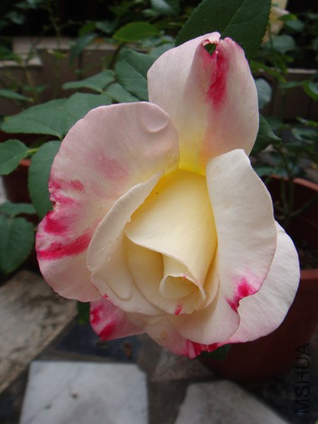 DSC02982.JPG