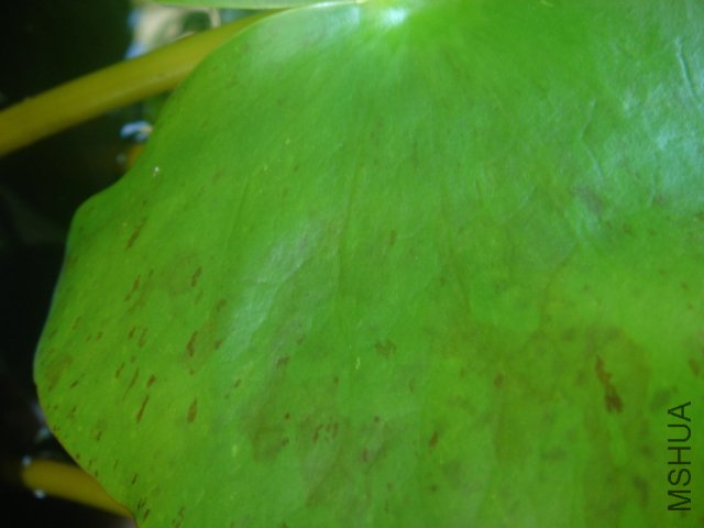 ���棬ҶƬ��ȫ���ɰ�����ʧ��Ҷ����ȫ��ɫ�����Ǹճ�ˮʱ�ĵ�