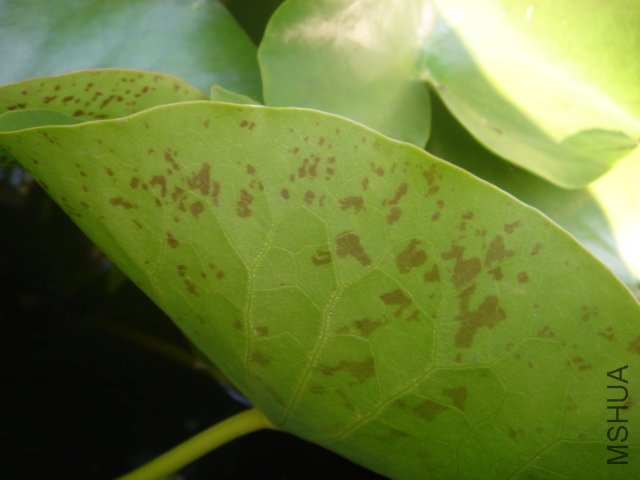 ���棬ҶƬ��ȫ���ɰ��ƻ���