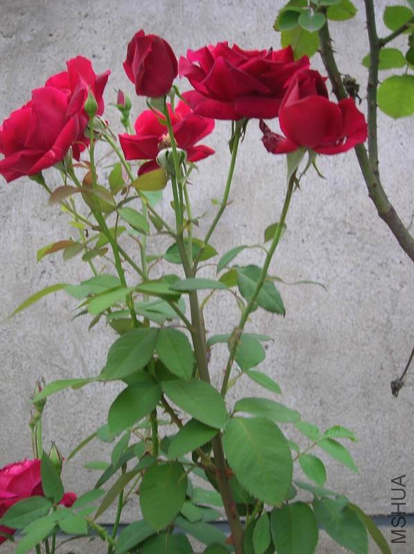 DSCN1349.JPG